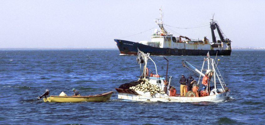 Declaran inadmisible el proyecto que busca restablecer la pesca industrial de la jibia en Biobío