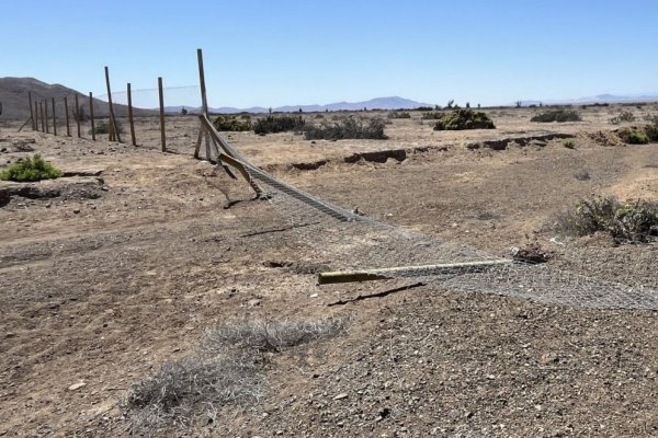 Tras hallazgo de restos de guanacos SMA ordena medidas urgentes a minera Los Colorados