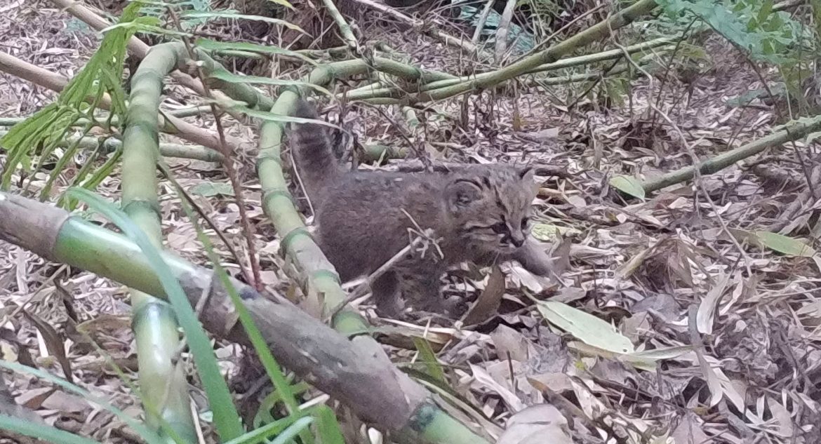 Un pequeño cachorro de gato güiña peligra en Concepción por ataques de perros asilvestrados
