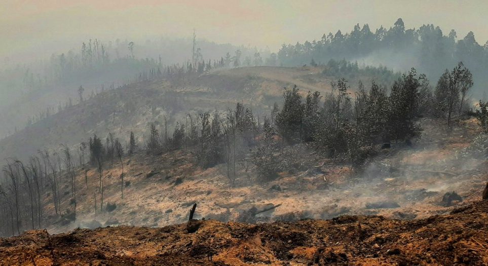Con árboles nativos protegerán de incendios forestales a nuevo parque Catirai de Santa Juana