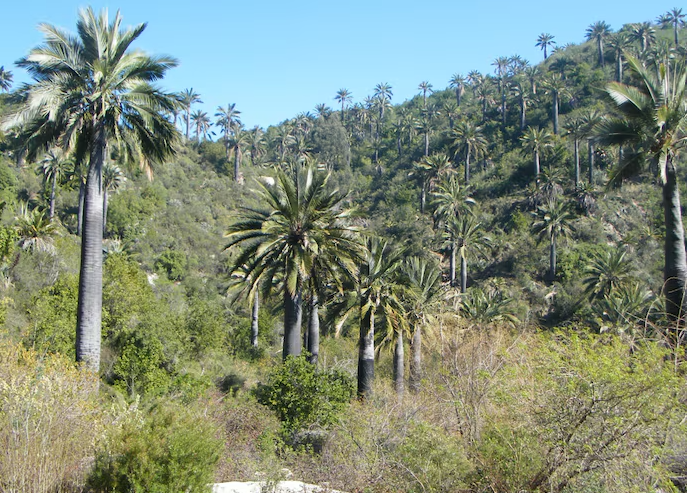 Tras solicitud de empresas para reducirlo: alcalde (s) de Viña oficia al MMA para mantener integridad de Santuario de la Naturaleza afectado por megaincendio