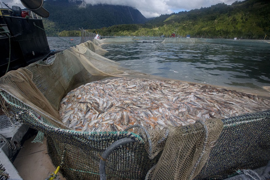 Hasta marca Patagonia acusa a salmoneras de dejar “zonas muertas” en mares protegidos del sur de Chile
