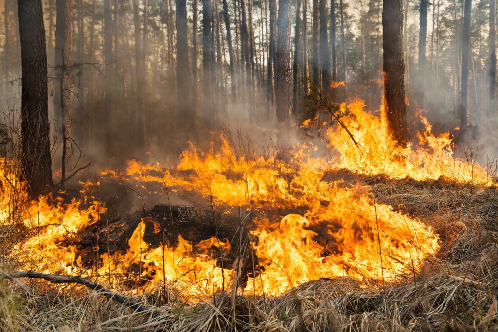¿En qué está la esperada Ley de Incendios Forestales?: Avances y trabas que han marcado su polémica tramitación con miras a aprobar una norma definitiva