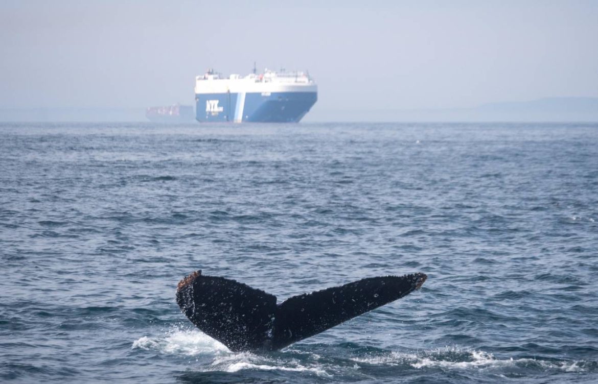 Menos del 7 % de las zonas de colisión entre ballenas y barcos tienen medidas de protección