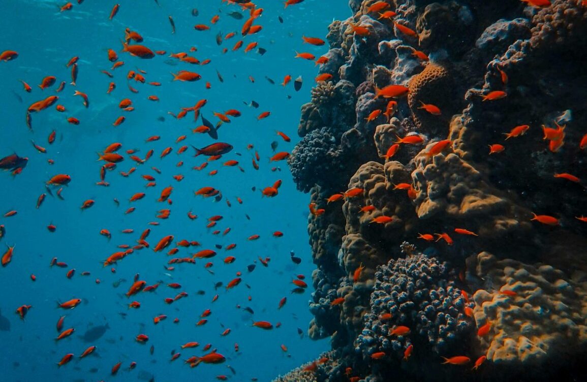 Oxígeno del Pacífico Sur Oriental frente a las costas chilenas podría aumentar por efecto de El Niño