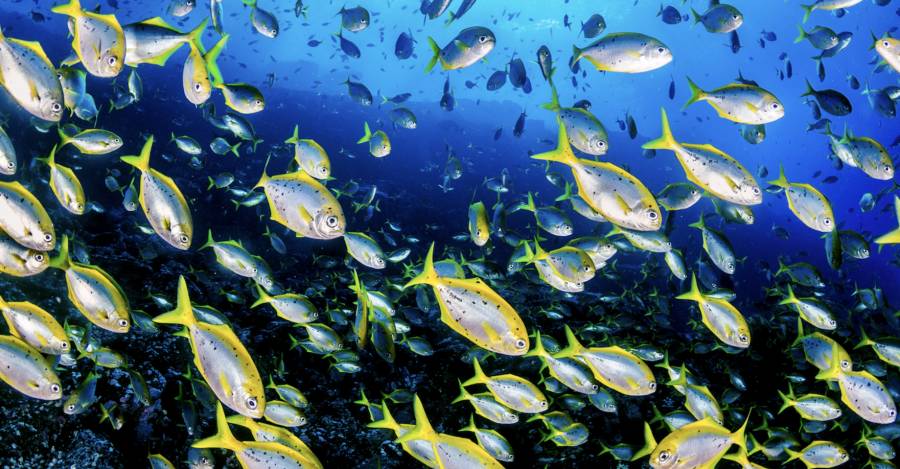 COP16: sólo el 2.8 % de los océanos del planeta están protegidos de manera efectiva