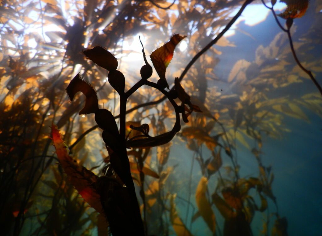 Reforestando el mar: Conociendo una innovadora forma de recuperar la flora marina