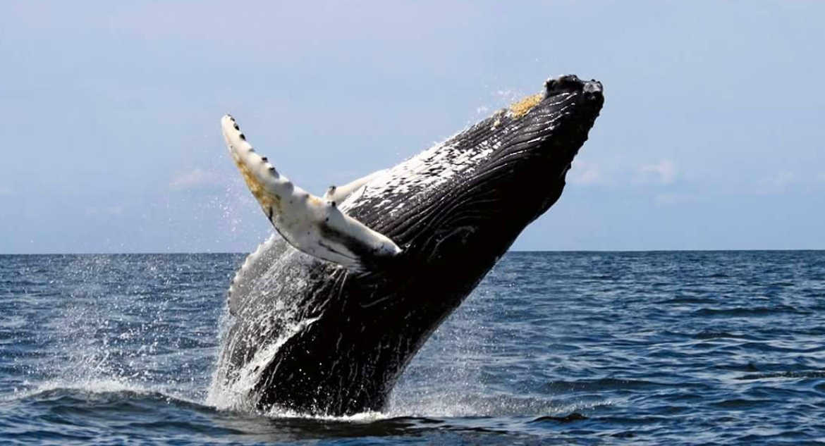 Denuncian la muerte de ballenas jorobadas en áreas protegidas cercanas a salmoneras en el sur de Chile