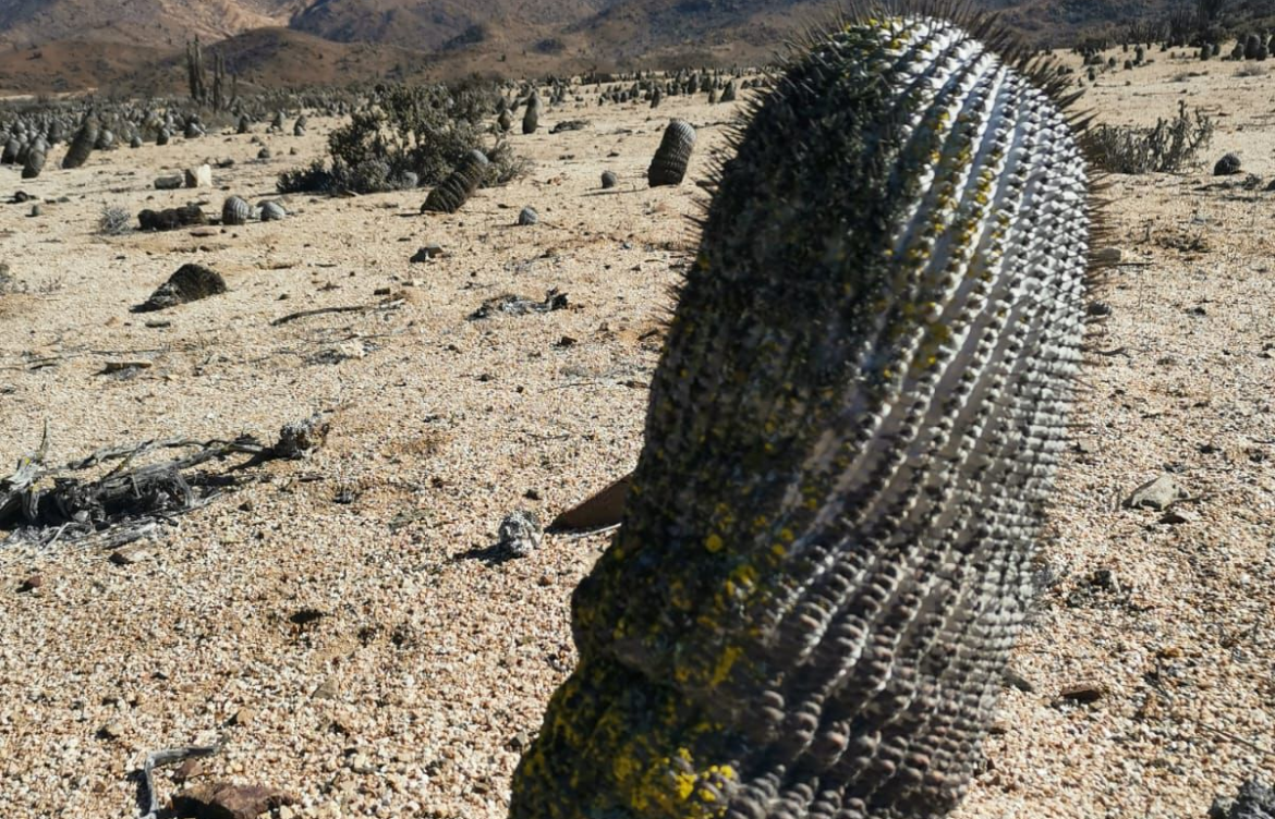 Brigada de Delitos contra el Medio Ambiente y Conaf refuerzan la protección de especies endémicas en la Región de Antofagasta
