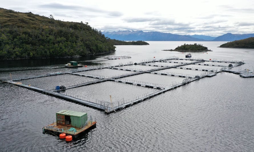 Desmienten a industria salmonera sobre supuesto estancamiento: “Las cifras indican otra realidad”