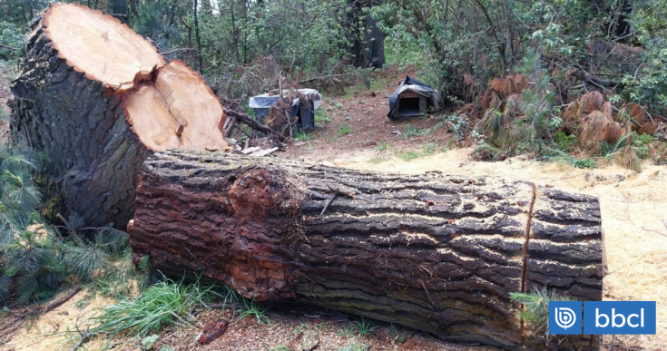 Denuncian tala ilegal en el Santuario de la Naturaleza de Hualpén: Municipalidad acudirá a Fiscalía