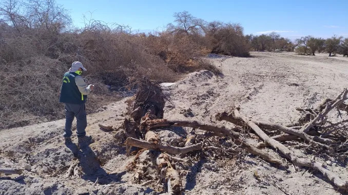 Denuncia de CONAF Tarapacá inicia procedimiento sancionatorio de la SMA contra inmobiliaria por obras al interior de Reserva Pampa del Tamarugal