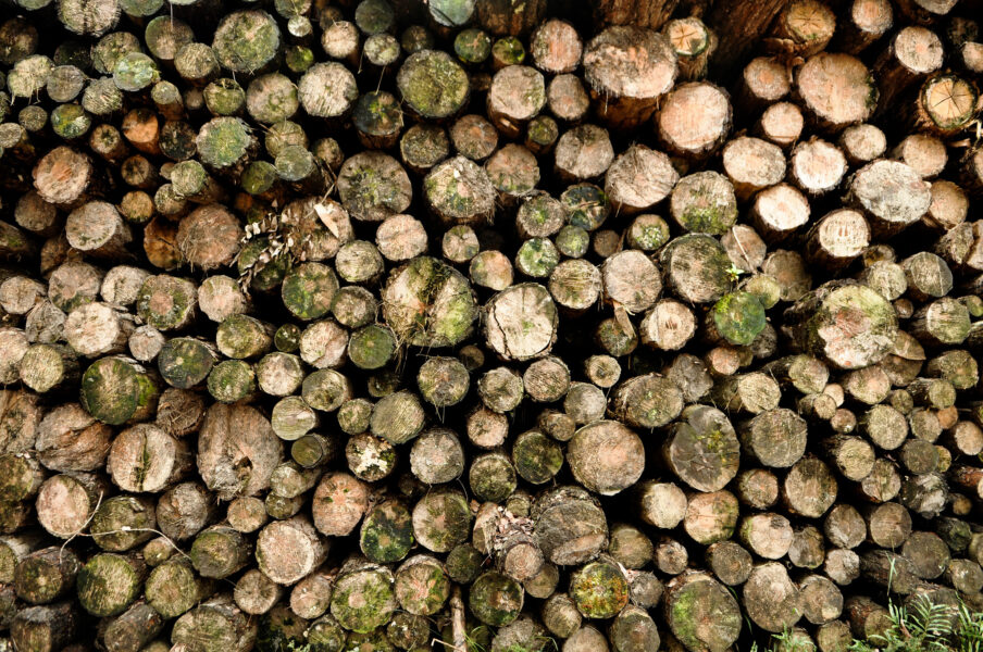 Acuerdo en la UE para aplazar un año la aplicación de la legislación sobre deforestación