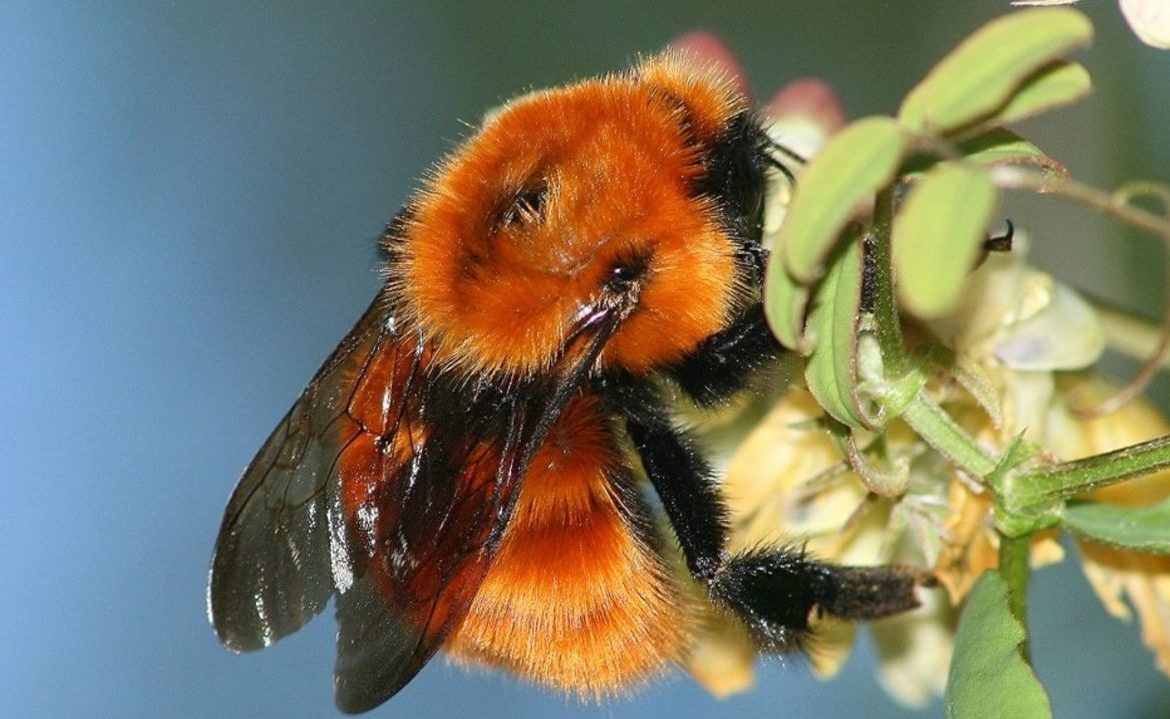 Nuevo proceso de Clasificación de Especies ya está abierto a la ciudadanía