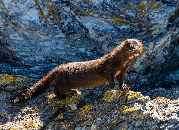 “Seria amenaza a la biodiversidad del territorio”: detectan presencia de visón americano en Parque Nacional Torres del Paine