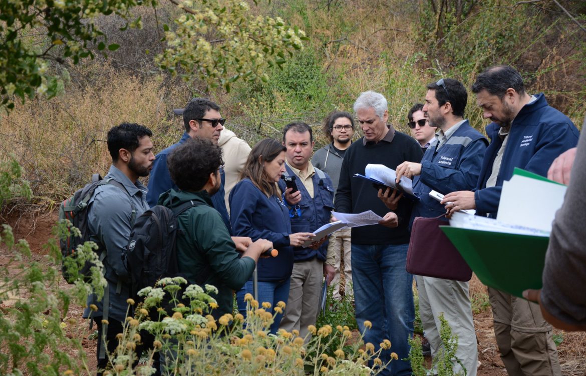 Segundo Tribunal Ambiental inspeccionó Humedal Urbano Entre Cerros en Viña del Mar