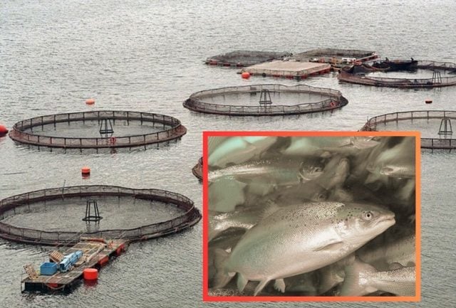 ¿Nuevo perdonazo a la industria salmonera? Solo el 20 % de concesiones acuícolas en condiciones de caducar fueron revocadas
