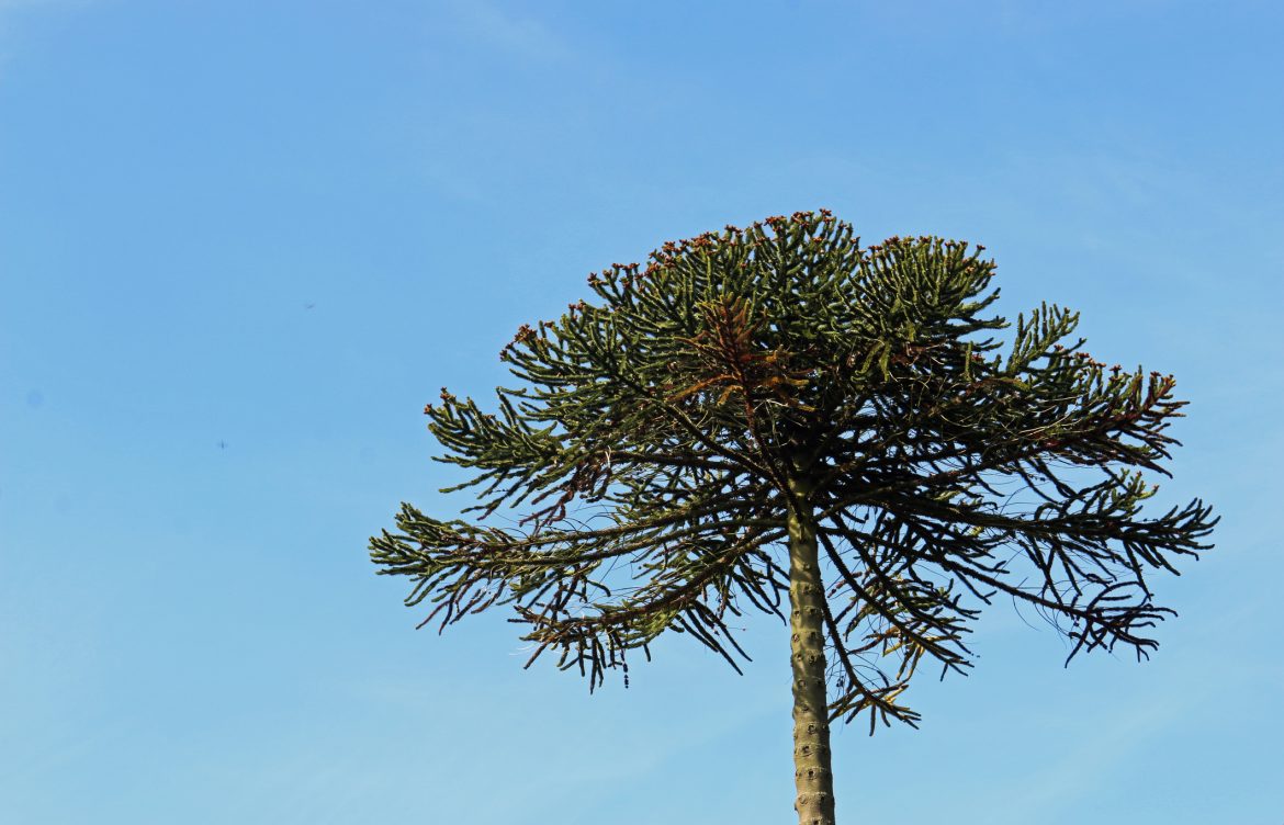 Descubren por primera vez nuevas poblaciones de araucarias y alerces en Los Ríos