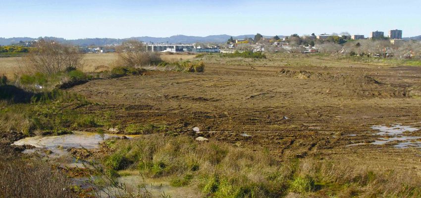 Proyecto inmobiliario sobre Humedal Paicaví: diseño contempla 13 torres de 500 departamentos