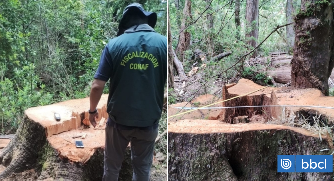 Conaf ordena paralización inmediata de faenas forestales en bosque nativo de Melipeuco