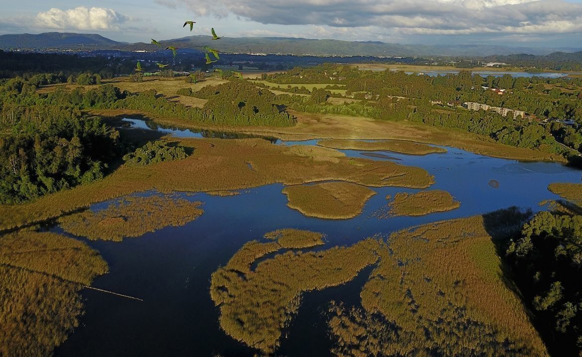 Pionero en Chile: Los Ríos cuenta con su primer Plan de Acción para la Restauración de Bosques Nativos