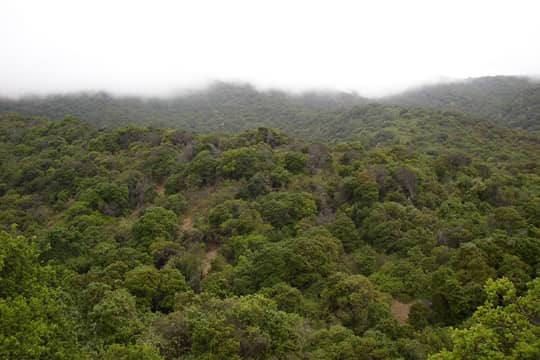 45 años después actualizan tipología forestal de los bosques nativos de Chile