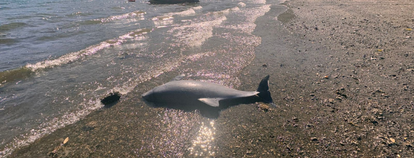 Sernapesca presentó nueva denuncia por maltrato animal, esta vez por un delfín chileno