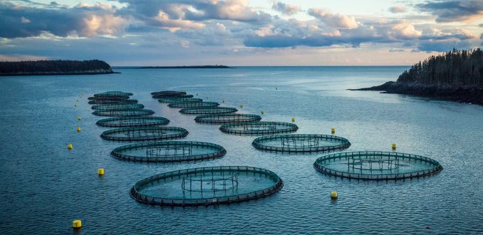 Salmonera que opera en Chile es acusada de contaminar en Estados Unidos