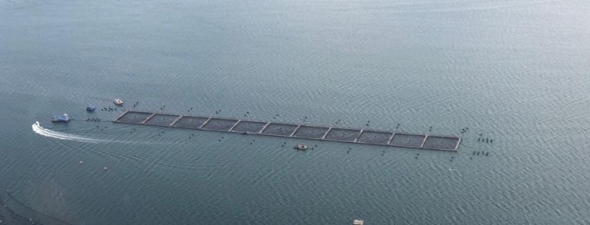 Condenan a Exportadora Los Fiordos Limitada al pago de dos multas por diferentes faltas