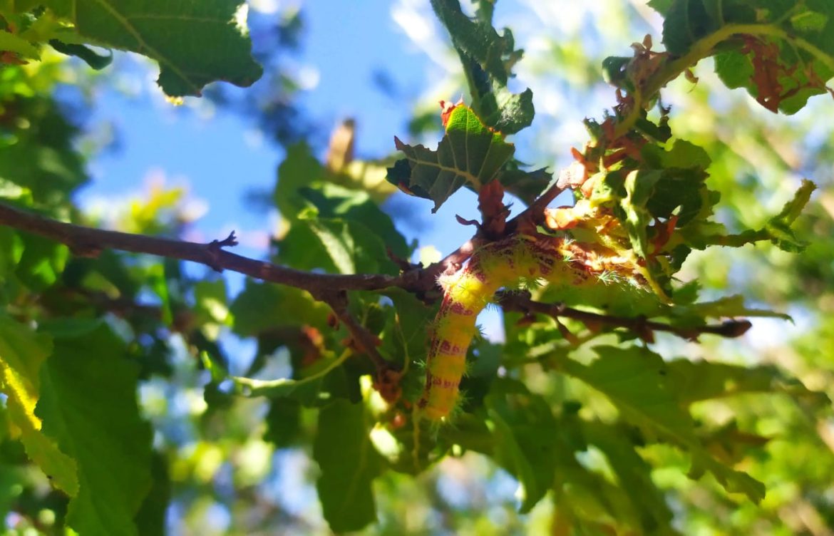 Cuncunas espinosas a la vista: Los impactos de una especie que ha defoliado miles de hectáreas de lenga en Chile