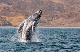 Chile es el país con la mayor mortalidad de ballenas por choques con barcos