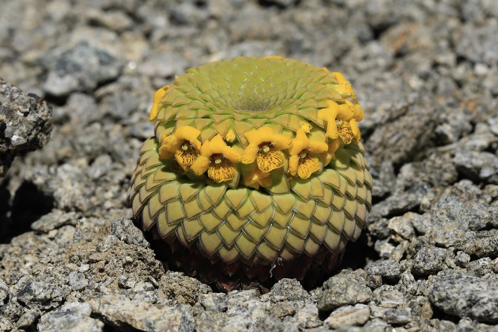 Emocionantes noticias para empezar el año: Descubren nueva planta para Chile, la Viola imbricata