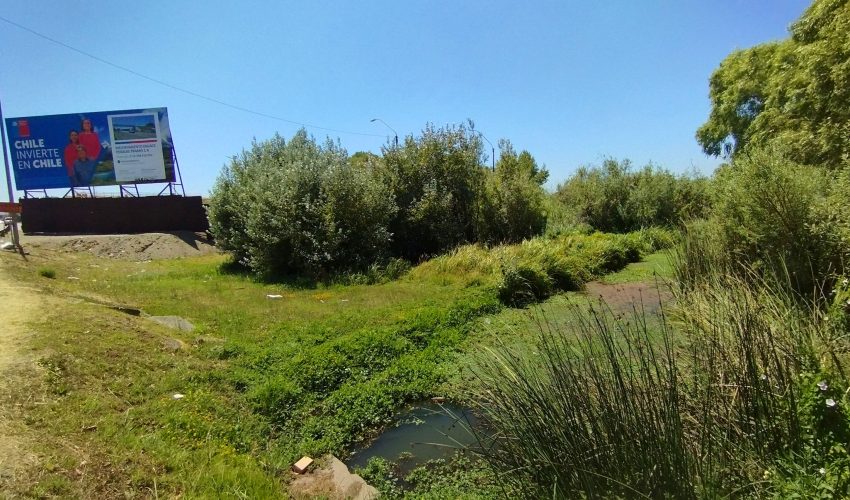 Serviu descarta intervención en humedal producto de obras del Puente Perales