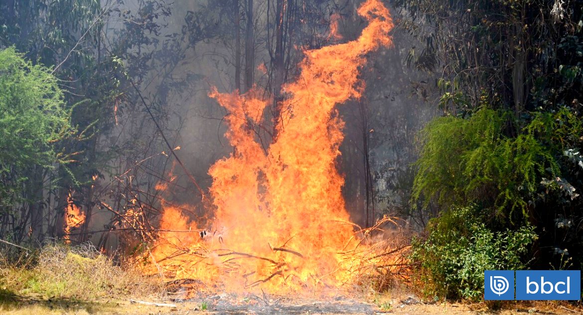 Reportan que incendio forestal en Pelequén está fuera de control con 170 hectáreas consumidas