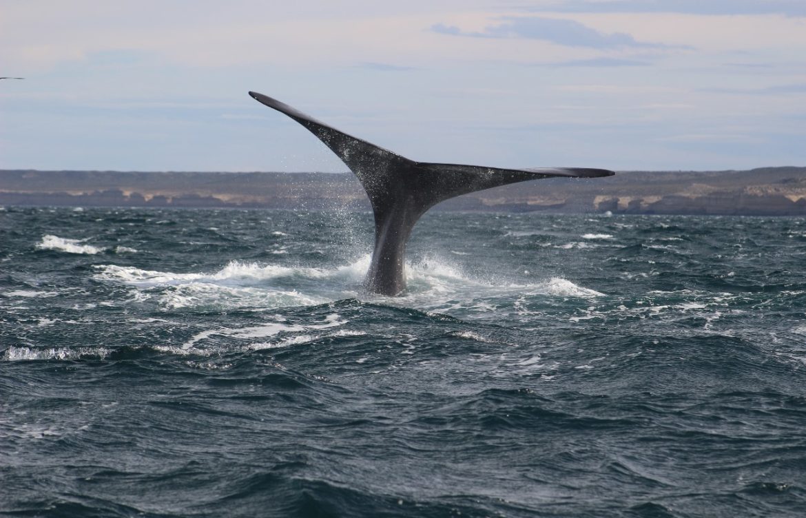 Día mundial de las ballenas: Las oportunidades para la conservación de estos gigantes