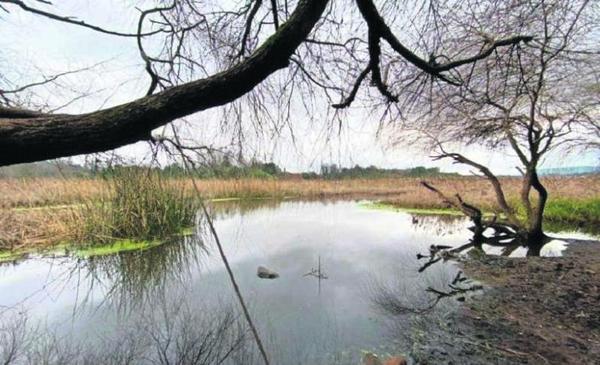 Contraloría Regional advierte riesgo sanitario en humedales en Valdivia