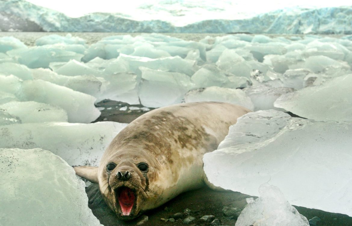 La capa de hielo marino alcanzó el mínimo histórico en febrero