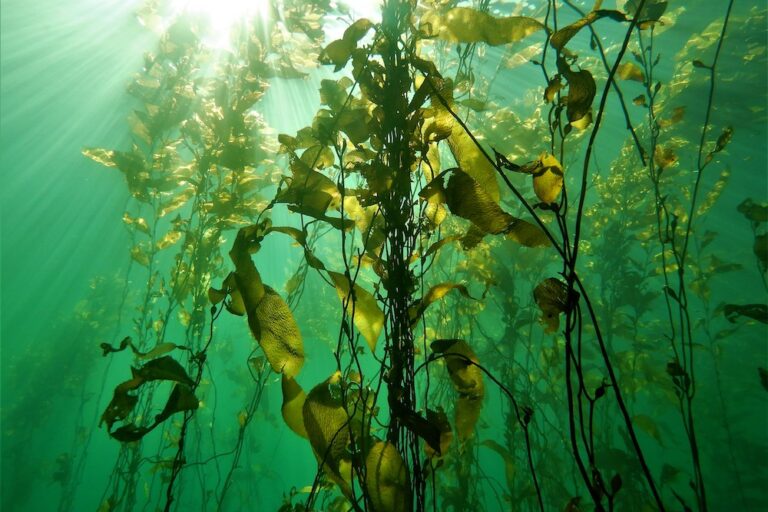 Chile protege por diez años al huiro flotador, el alga marina más extensa del planeta
