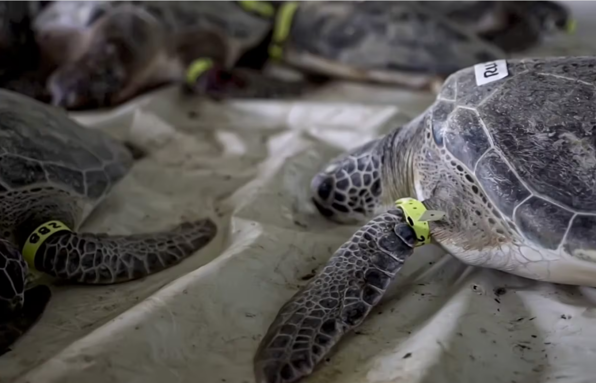 Denuncian alza de varamientos de tortugas marinas en Chile: expertos explican las causas del trágico fenómeno