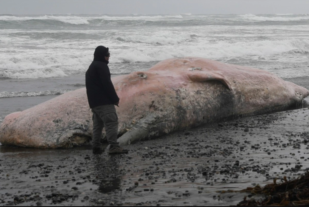 Cachalote hallado muerto en la costa de Chile, un corredor mortal para ballenas