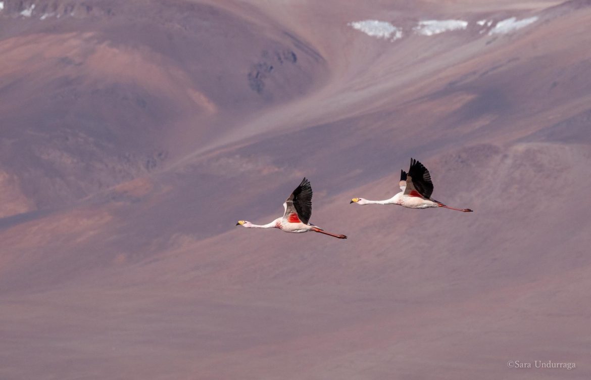 Amenazas silenciosas: nuevo censo analiza situación de los flamencos en el Triángulo del Litio