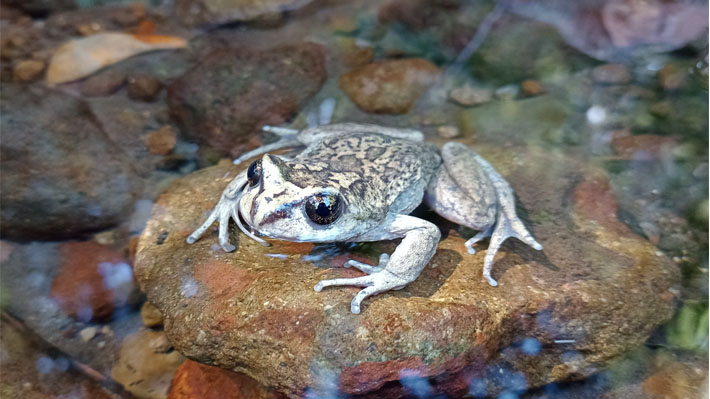 Redescubren en La Araucanía especie de rana desaparecida por más de 130 años