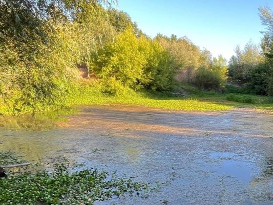 Conflicto por humedal Los Boldos en Chiguayante: Comunidad exige transparencia y protección