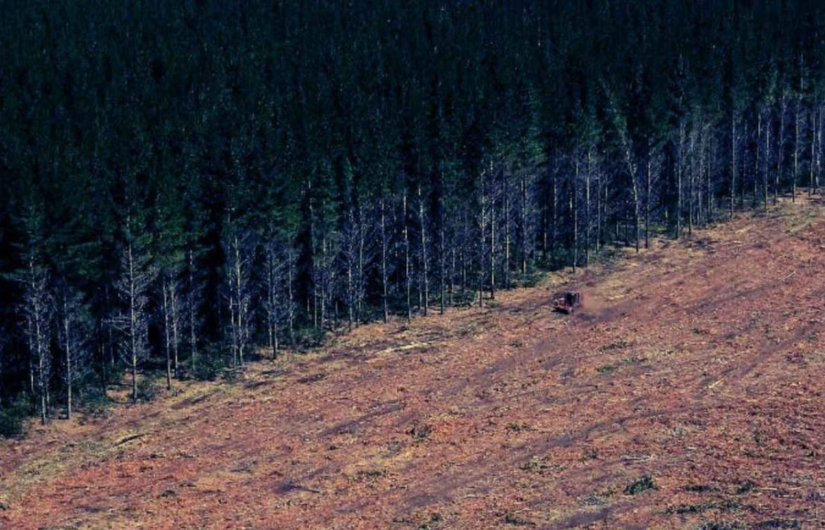 No solo el viento: La uniformidad de las plantaciones forestales como factor de propagación de incendios