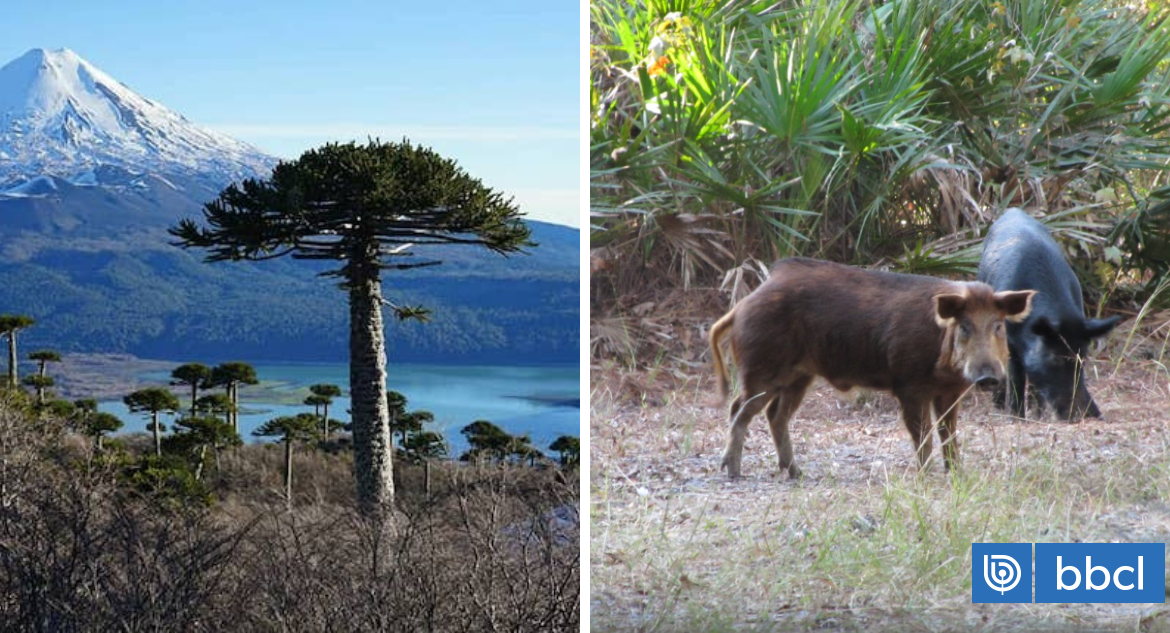 Jabalíes pondrían en peligro a las Araucarias en el sur de Chile, señala estudio