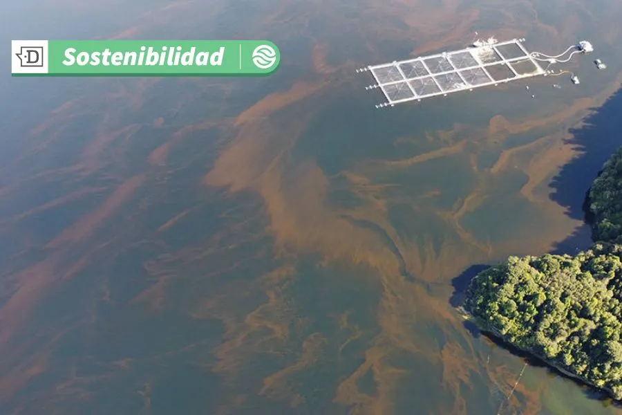 Conoce los factores que provocan la “Marea Roja”: Un fenómeno que trasciende las floraciones de algas