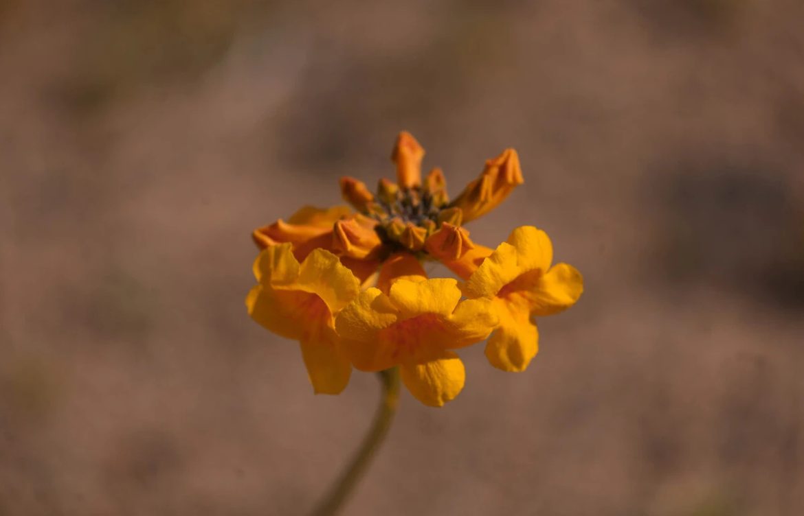 ¿Metales pesados en el desierto florido? Denuncian que la contaminación en Huasco afecta la vegetación
