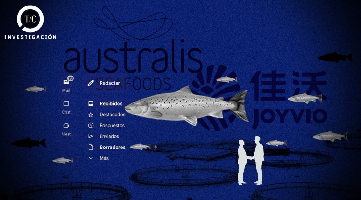 Los correos ocultos de Australis, una de las salmoneras más grandes del mundo: así escondieron la sobreproducción en Chile y buscaron saltarse la regulación ambiental