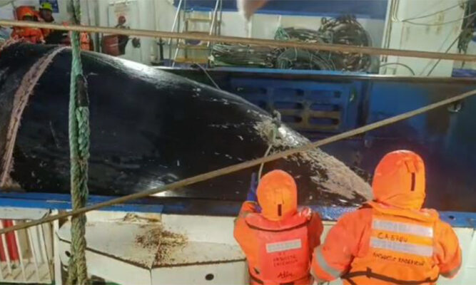 Denuncian a buque arrastrero de Pesca Chile por captura accidental y muerte de ballena jorobada