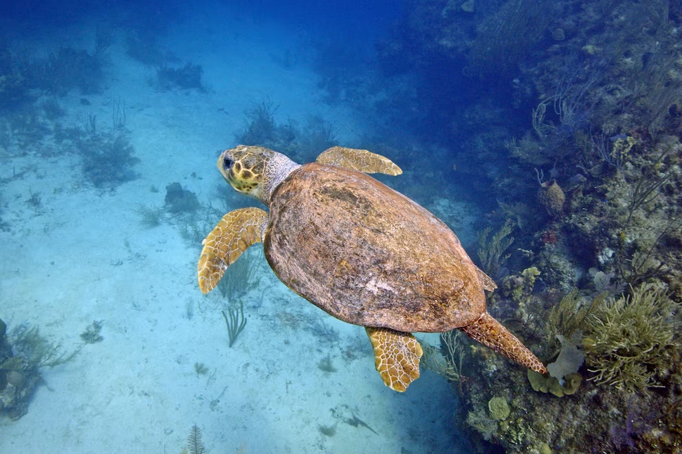Las tortugas marinas en peligro de extinción están recuperándose, según estudio